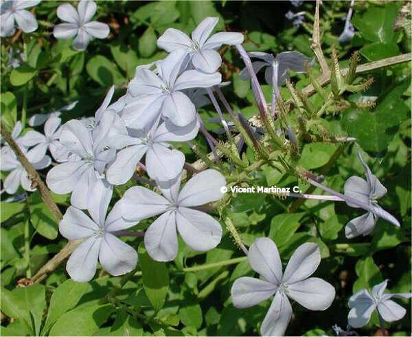 BLUE PLUMBAGO