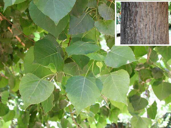 CANADIAN POPLAR