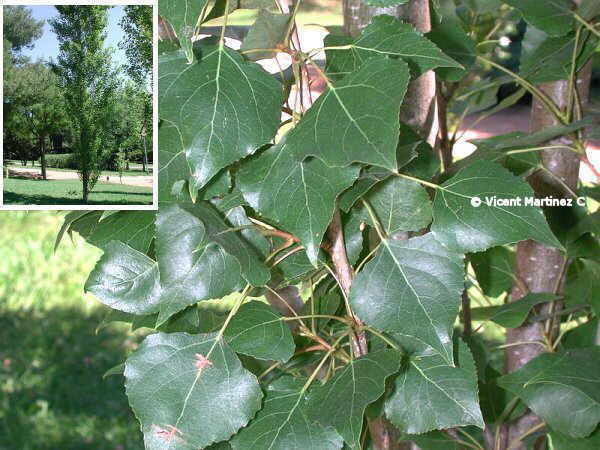 BLACK POPLAR