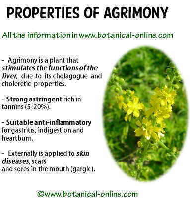 Properties of agrimony