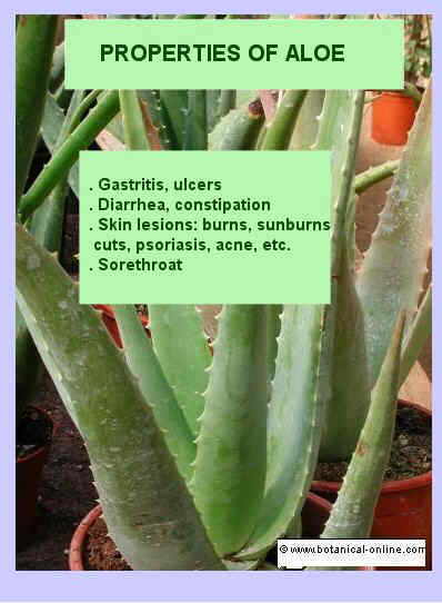 Properties of aloe