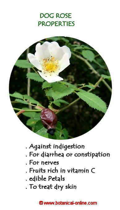 Properties of dog rose