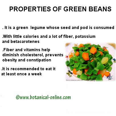 Green beans properties