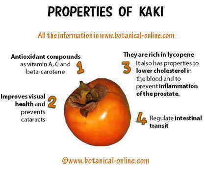 Properties of persimmon