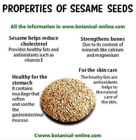 Properties of sesame seeds