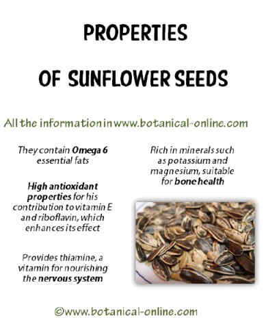 Properties of sunflower seeds