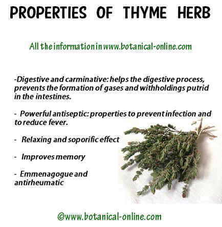 Medicinal properties of thyme