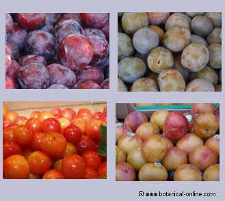 diferent types of plums