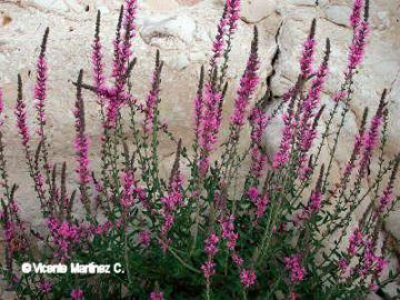 Salvia verbenaca