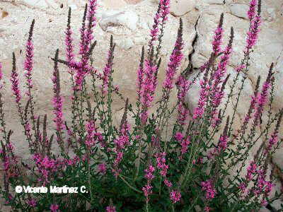 Lythrum salicaria L.