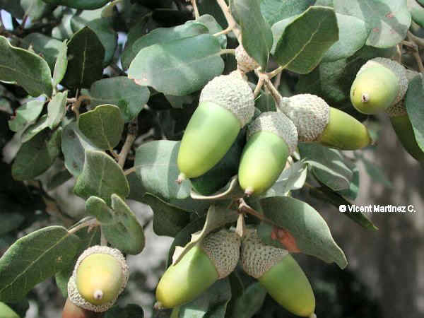 holm oak fruits and leaves