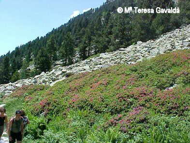 Rhododendron ferrugineum, in the mountain