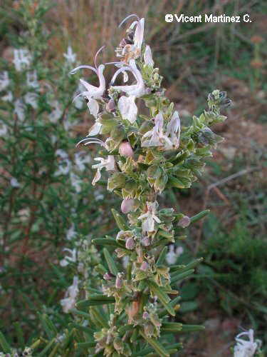 Photo of rosemary