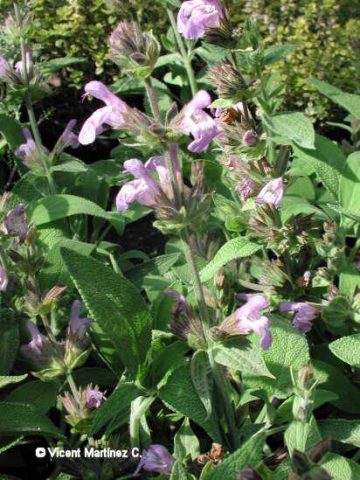 Sage leaves and flowers