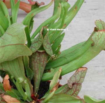 carnivorous plant Sarracenia 
