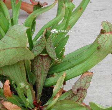 Sarracenia purpurea