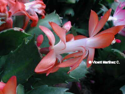 THANKSGIVING CACTUS