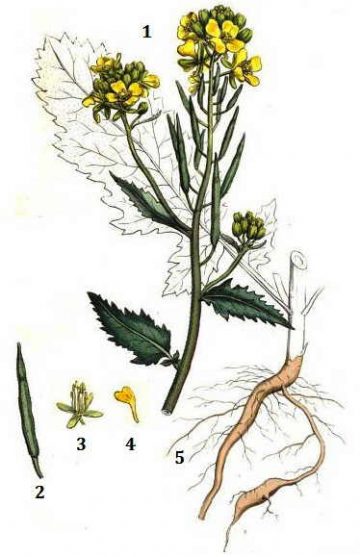brassicaceae