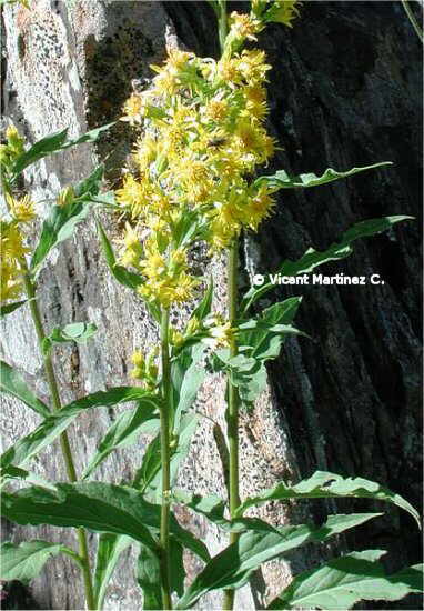 GOLDEN ROD PLANT