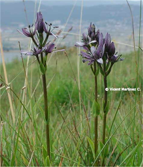 MARSH FELWORT