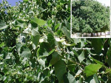 Common linden (Tilia europaea)