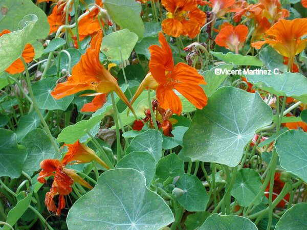 GARDEN NASTURTIUM