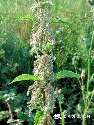 Urtica dioica