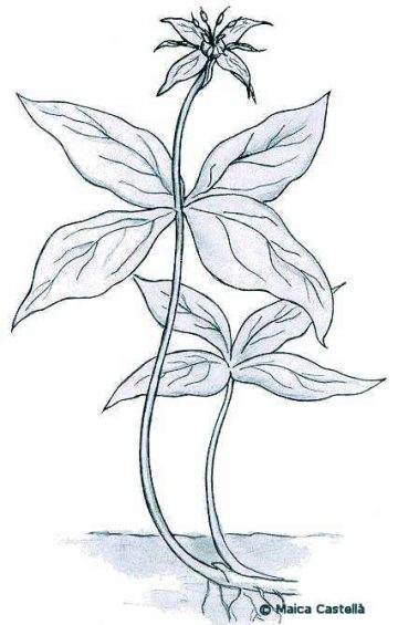 Paris quadrifolia drawing