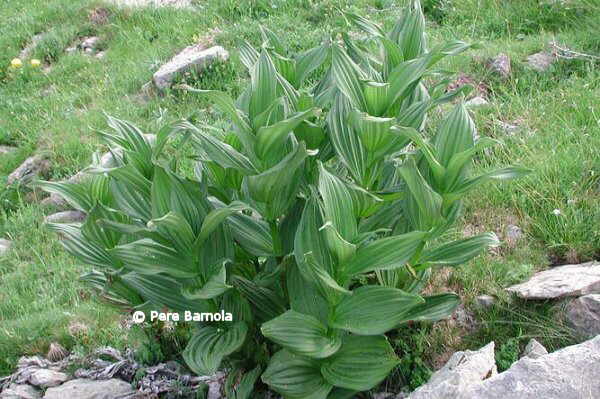 Photo of Veratrum album