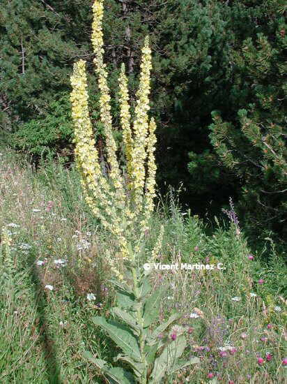 great mullein