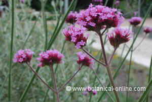 purple verbena (Verbena bonariensis)