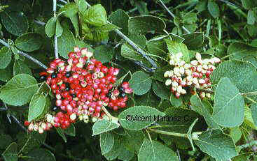 Viburnum lantana