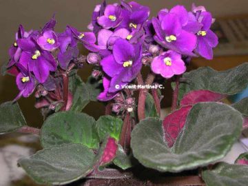 African violet.