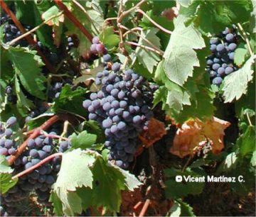 ripe fruits and leaves of a cultivated grapevine