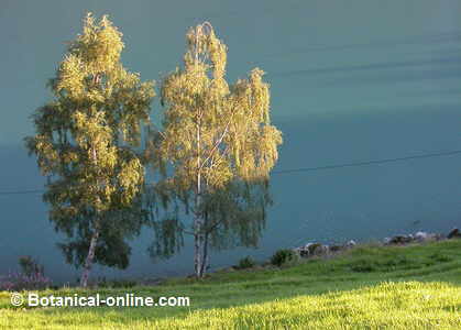 Two birches in the country