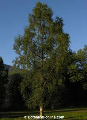 General aspect of the tree