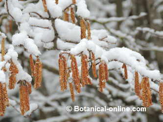 birch flowers with snow