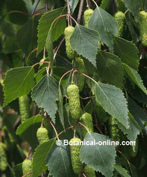 A detail of the leaves and the catkins