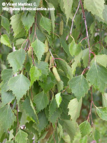 birch leaves and catkins 