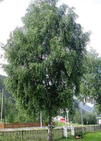 A birch in a park 