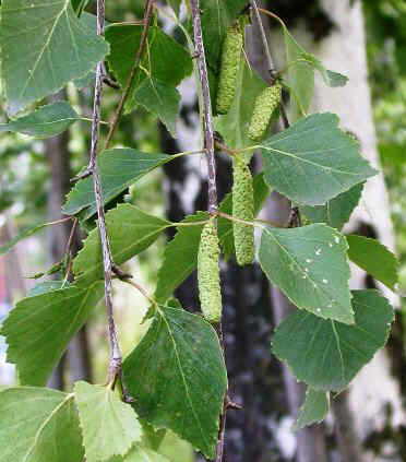 Birch tree catkins and leaves