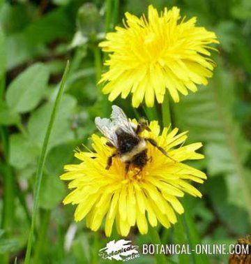 Bumblebee pollinating on a dandelion flower