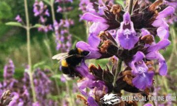 bumblebee in sage