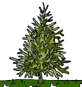 fir