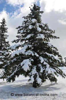 Fir tree with snow (Abies alba)