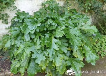 Acanthus mollis