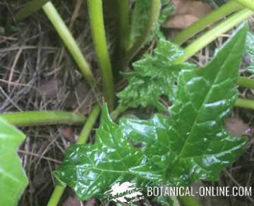 acanthus stems, leaves