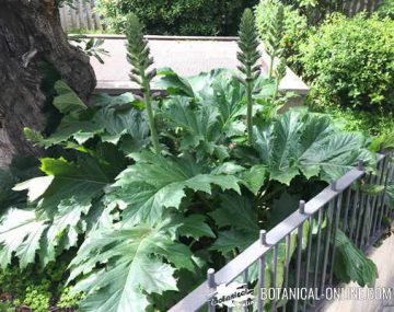 acanthus garden