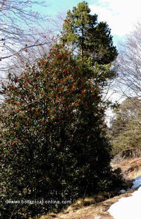 aspect of a holly