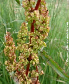 Seeds of sorrel.